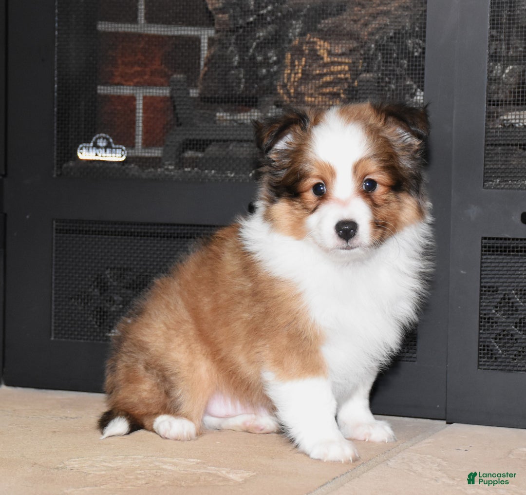 Shetland Sheepdog dogs for sale: Laker - Ad 4