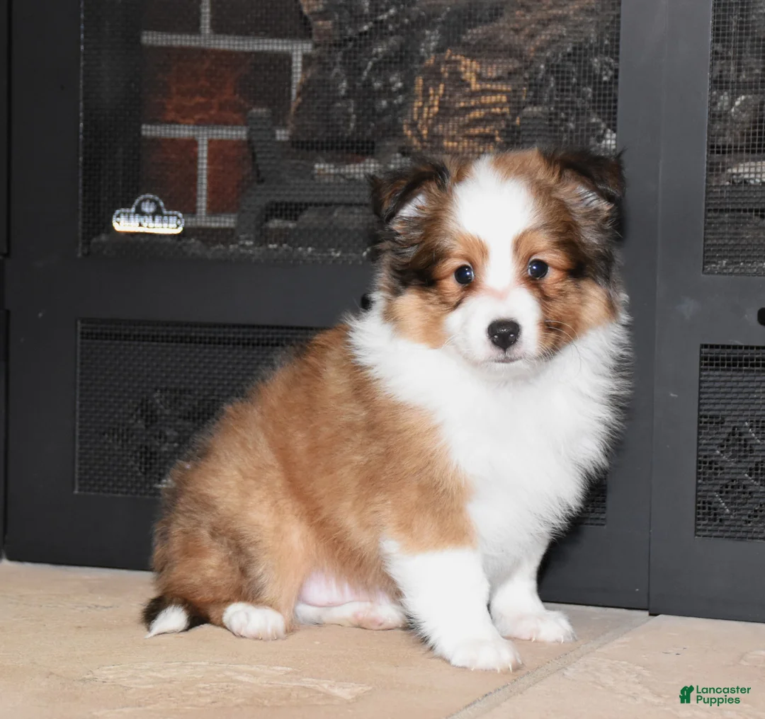Shetland Sheepdog dogs for sale: Laker - Ad 4