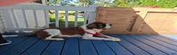 Mixed Breed dogs for sale: Marley - Ad 96
