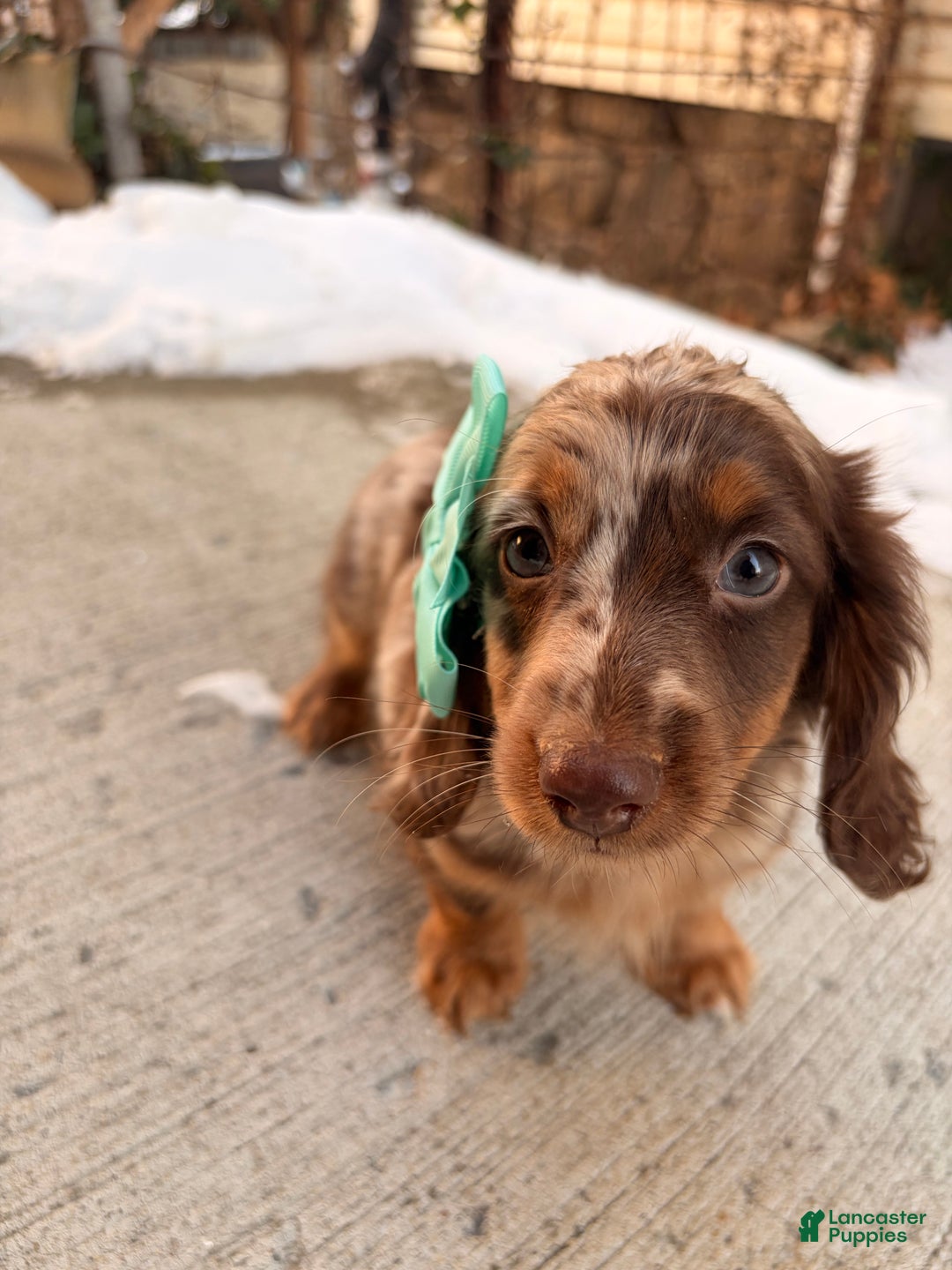 Miniature Dachshund dogs for sale: Molly - Ad 5