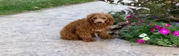Maltipoo dogs for sale: Maltipoo Female Puppy 4 - Ad 10
