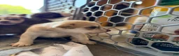 Mixed Breed dogs for sale: Pitsky male - Ad 17