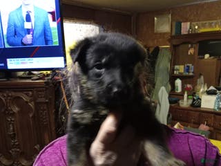 German Shepherd dogs German Shepherd Puppy 9 - Ad 8