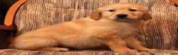 Golden Retriever dogs for sale: Donner - Ad 7