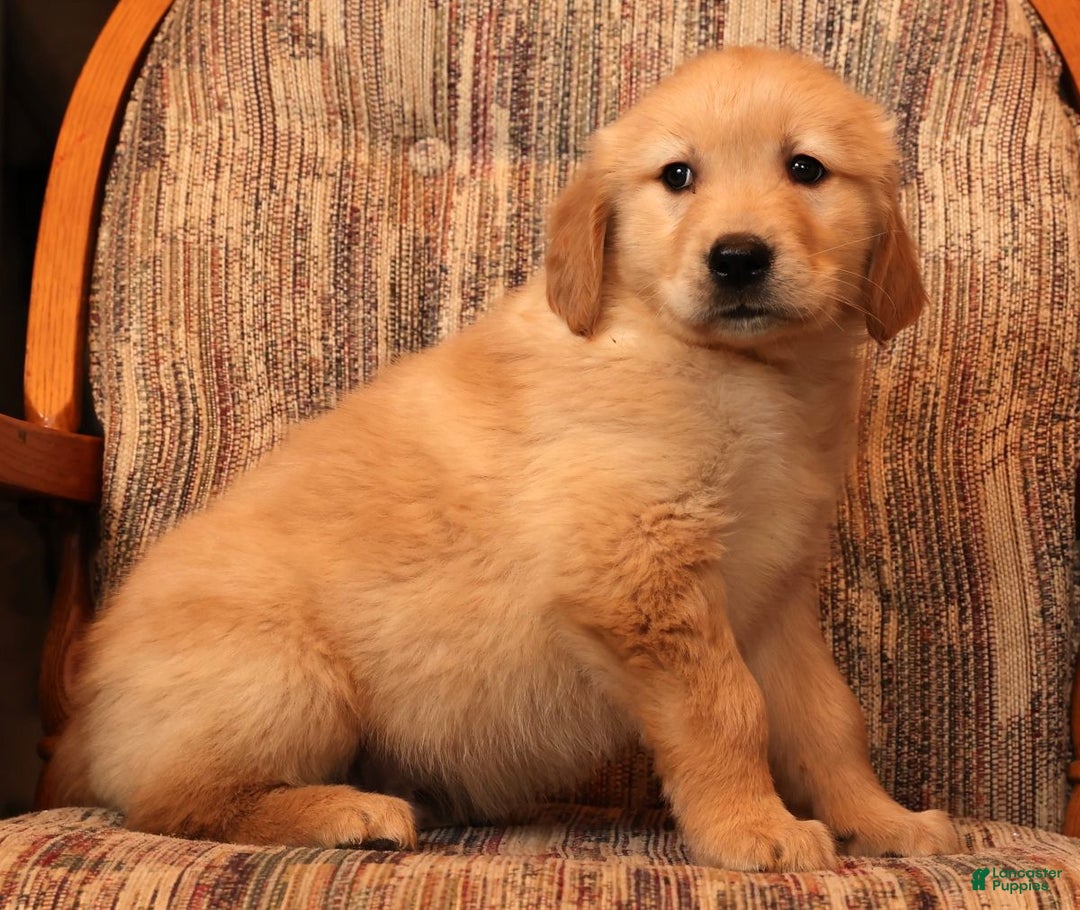 Golden Retriever dogs for sale: Donner - Ad 7