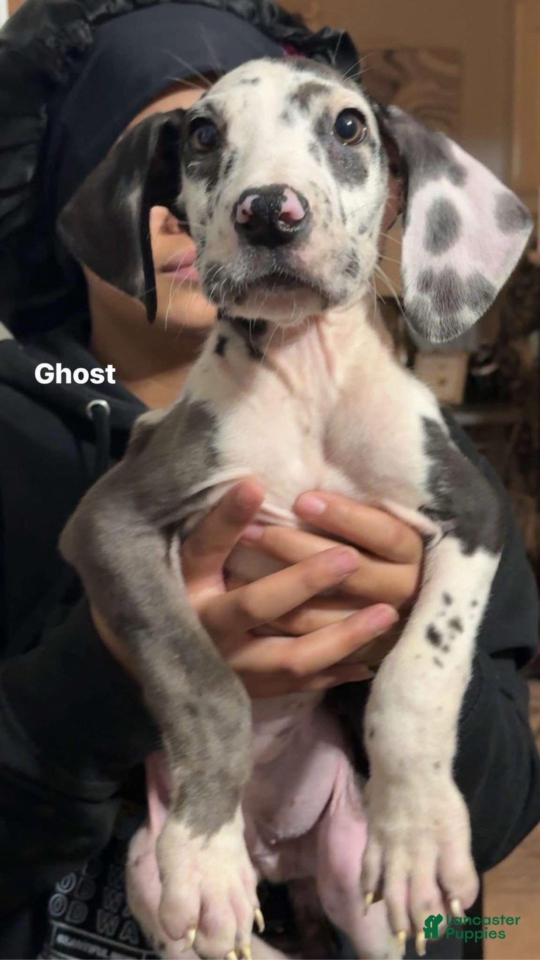 Great Dane dogs for sale: Maximus  - Ad 16