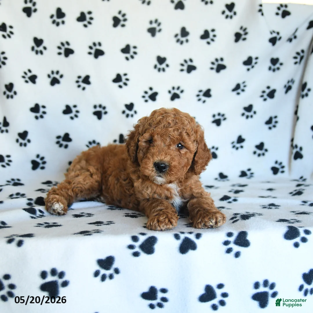 Mini Goldendoodle dogs for sale: Ruckus - Ad 5