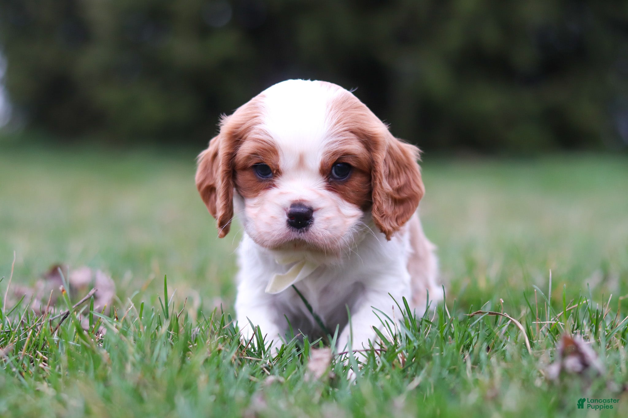 Cavalier King Charles Spaniel dogs Boris - Ad 1