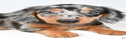 Dachshund dogs for sale: Cassandra - Ad 4