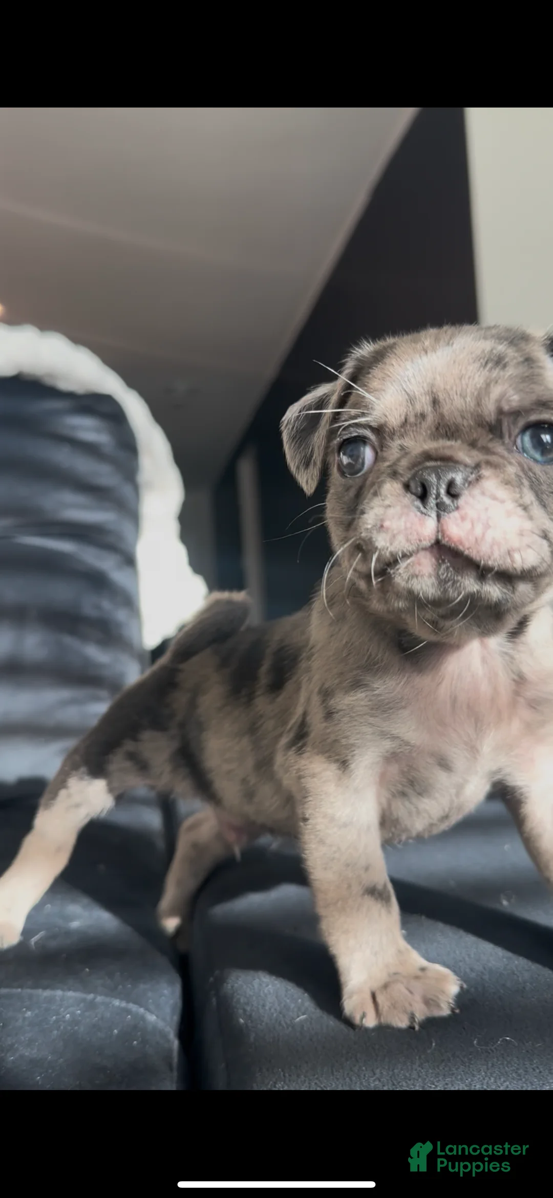 Pug dogs for sale: Caspian - Ad 2