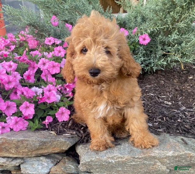 Cavapoo dogs Freddy - Ad 2