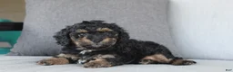 Cavapoo dogs for sale: Denver - Ad 3