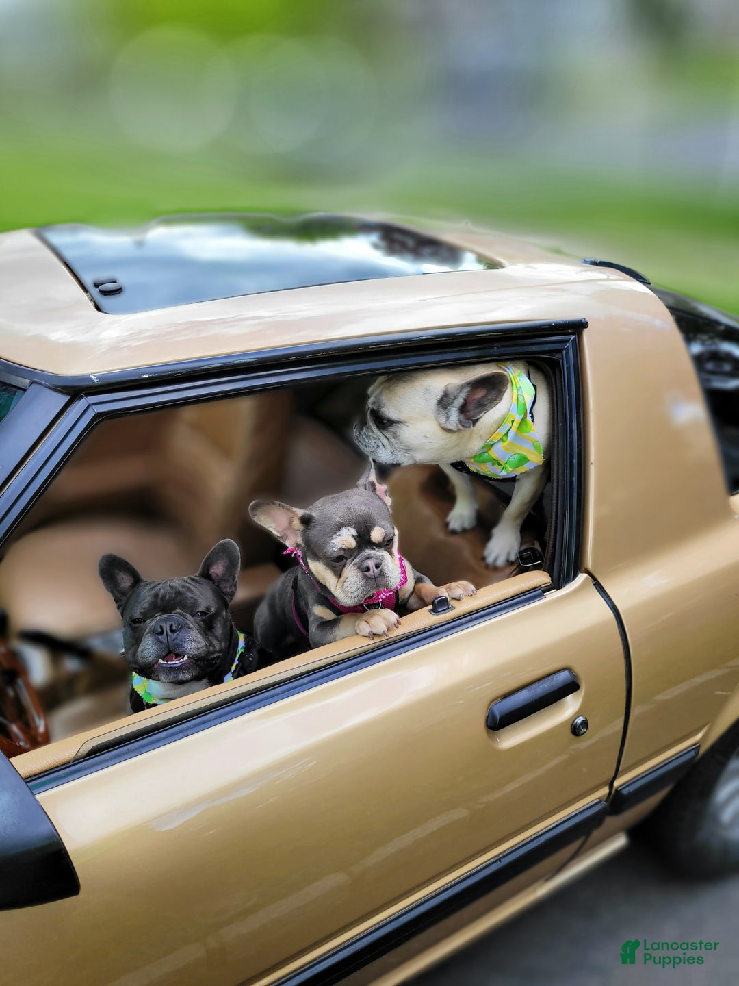 Gallery Image {{count}}