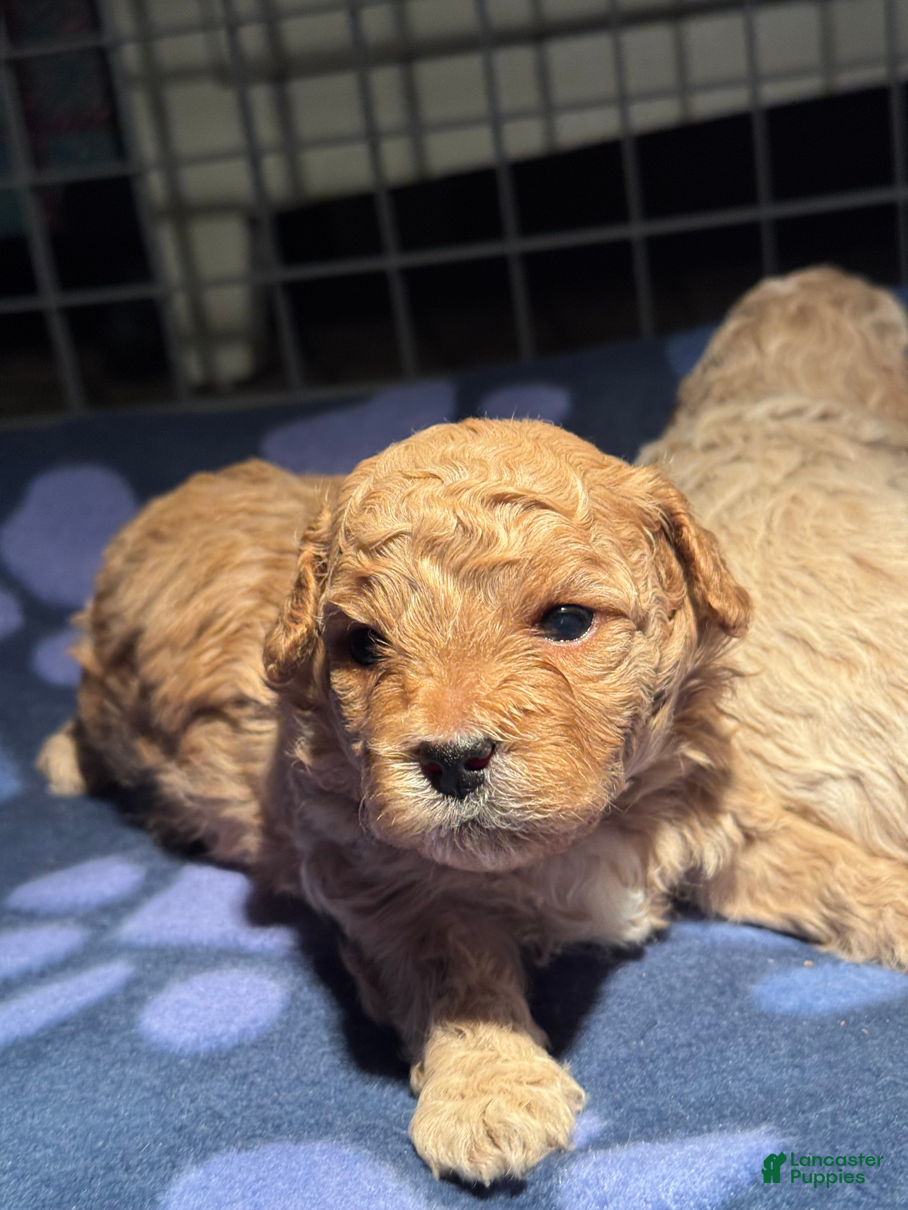Shihpoo dogs Luca - Ad 1