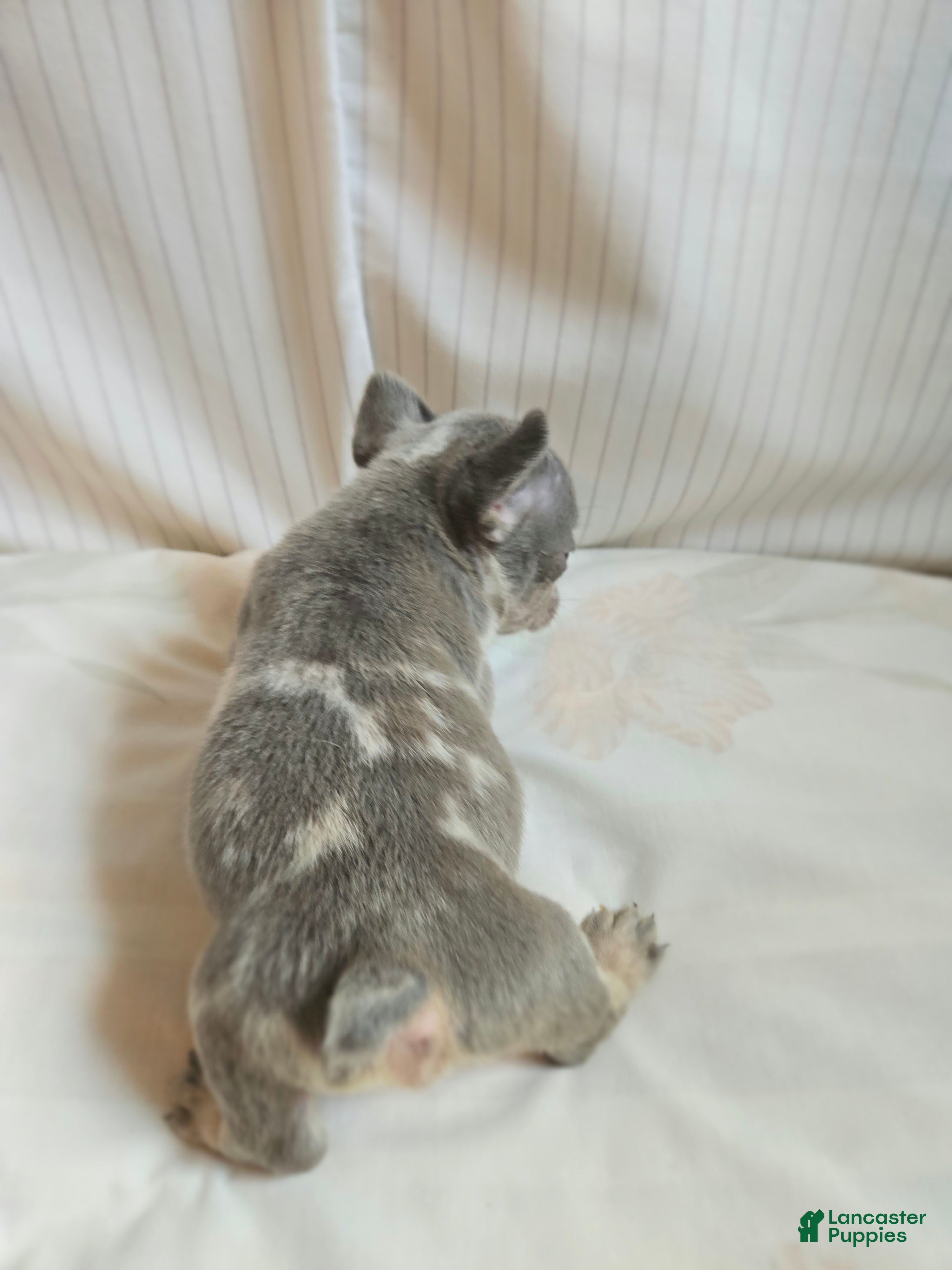 French Bulldog dogs for sale: Berlin - Ad 4