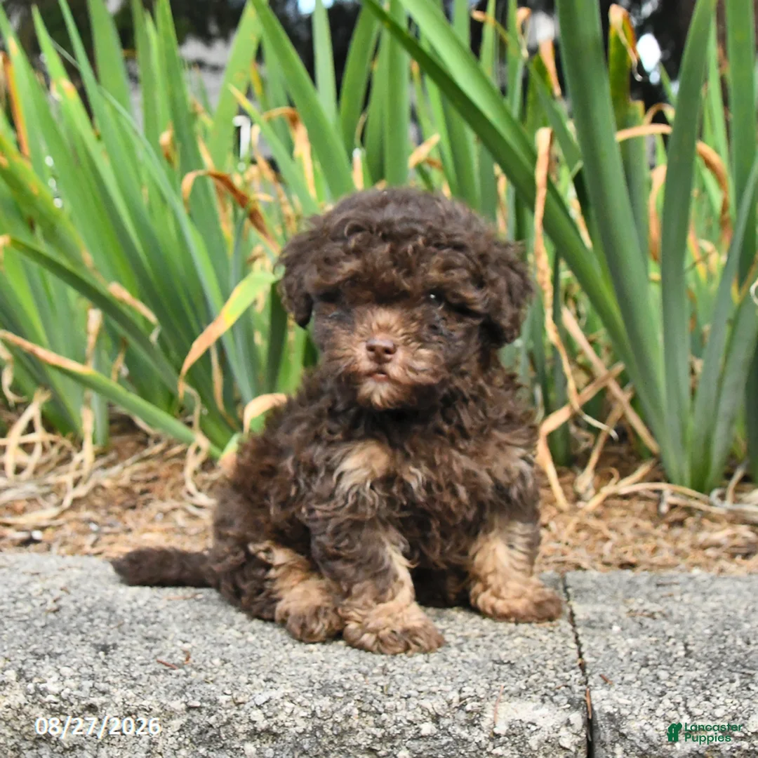 Havapoo dogs for sale: Lucky - Ad 3
