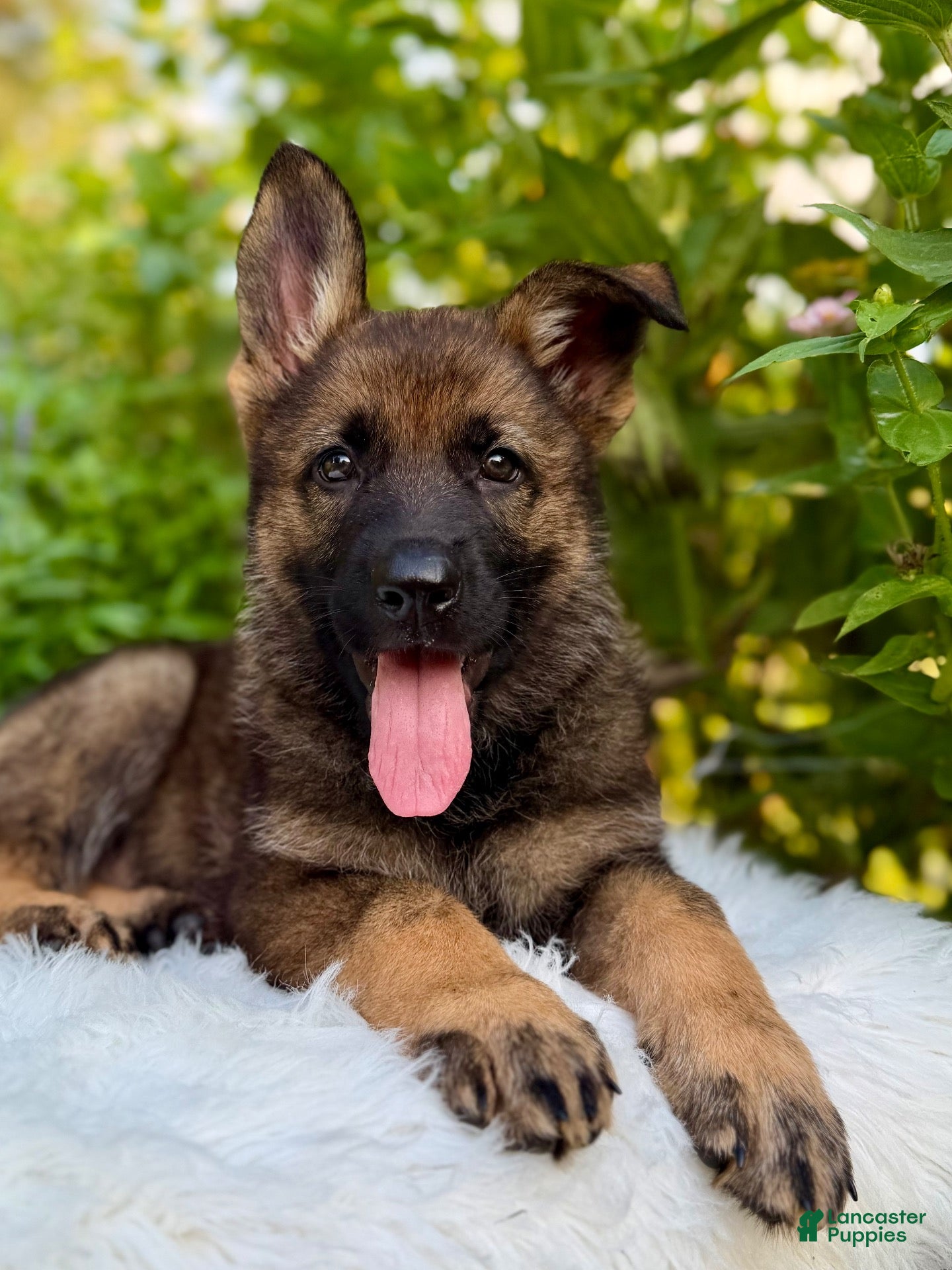 German Shepherd dogs Storm - Ad 1