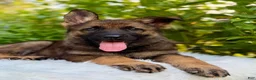 German Shepherd dogs for sale: Storm - Ad 1