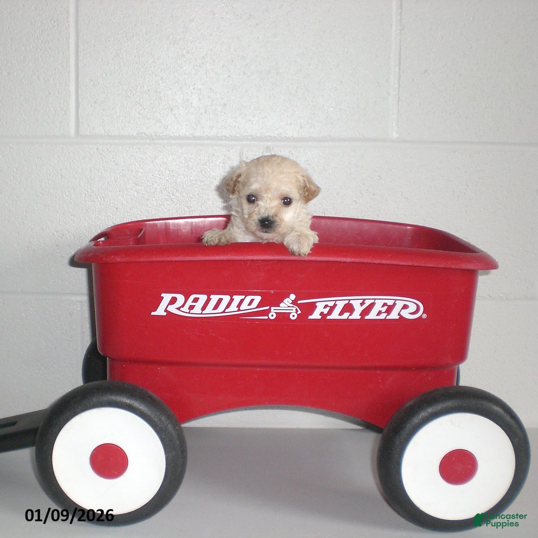 Yorkiepoo dogs for sale: Kelly - Ad 20