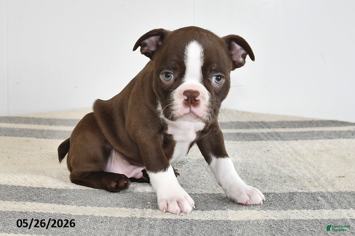 Boston Terrier dogs Frank - Ad 2