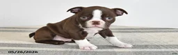 Boston Terrier dogs for sale: Frank - Ad 2