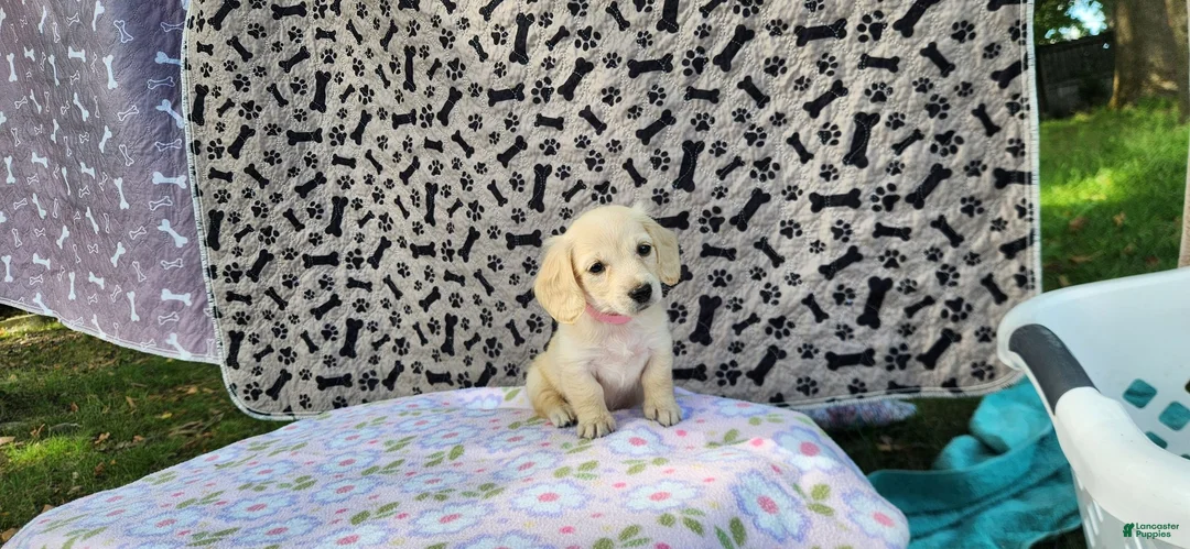 Miniature Dachshund dogs for sale: Bubbles - Ad 1