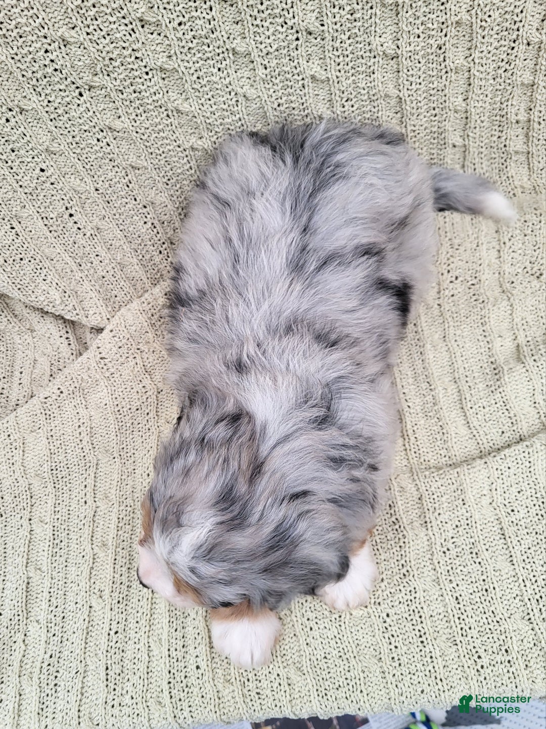 Mini Bernedoodle dogs for sale: Sage  - Ad 7