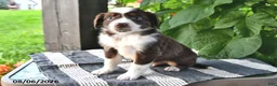Mixed Breed dogs for sale: Scout - Ad 2