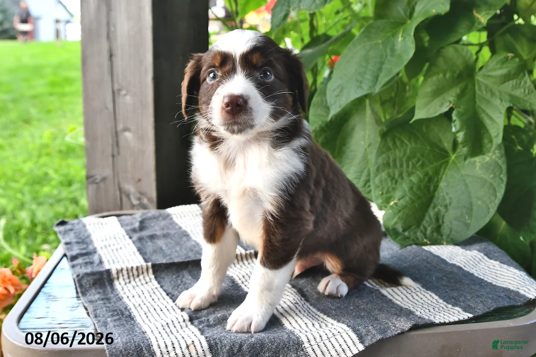 Mixed Breed dogs for sale: Scout - Ad 2