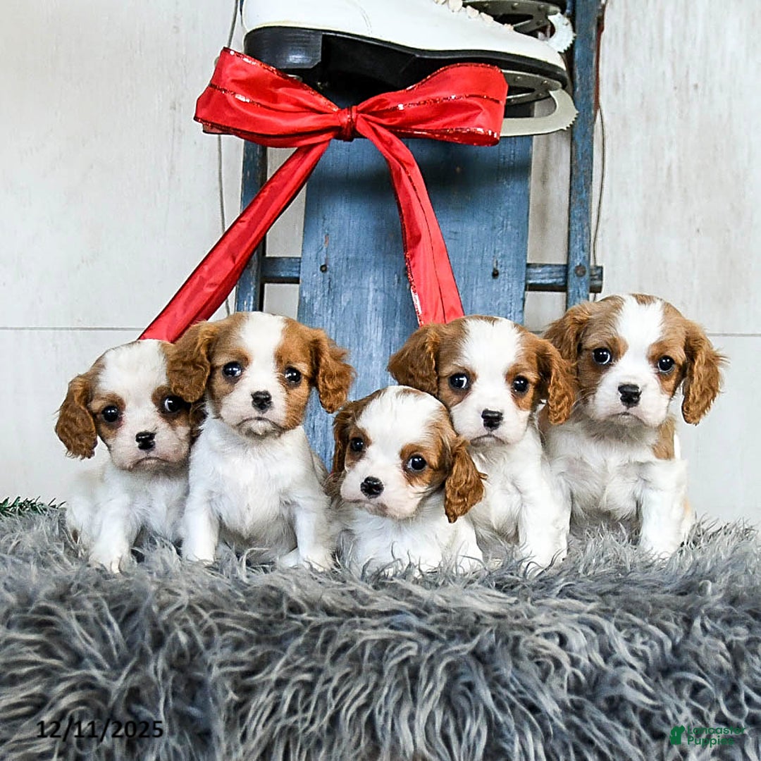 Cavalier King Charles Spaniel dogs for sale: Jasper - Ad 5