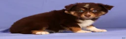 Miniature Australian Shepherd dogs for sale: Jolene - Ad 4