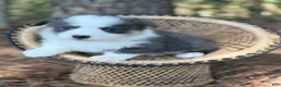 Welsh Corgi Pembroke dogs for sale: Bluie  - Ad 2