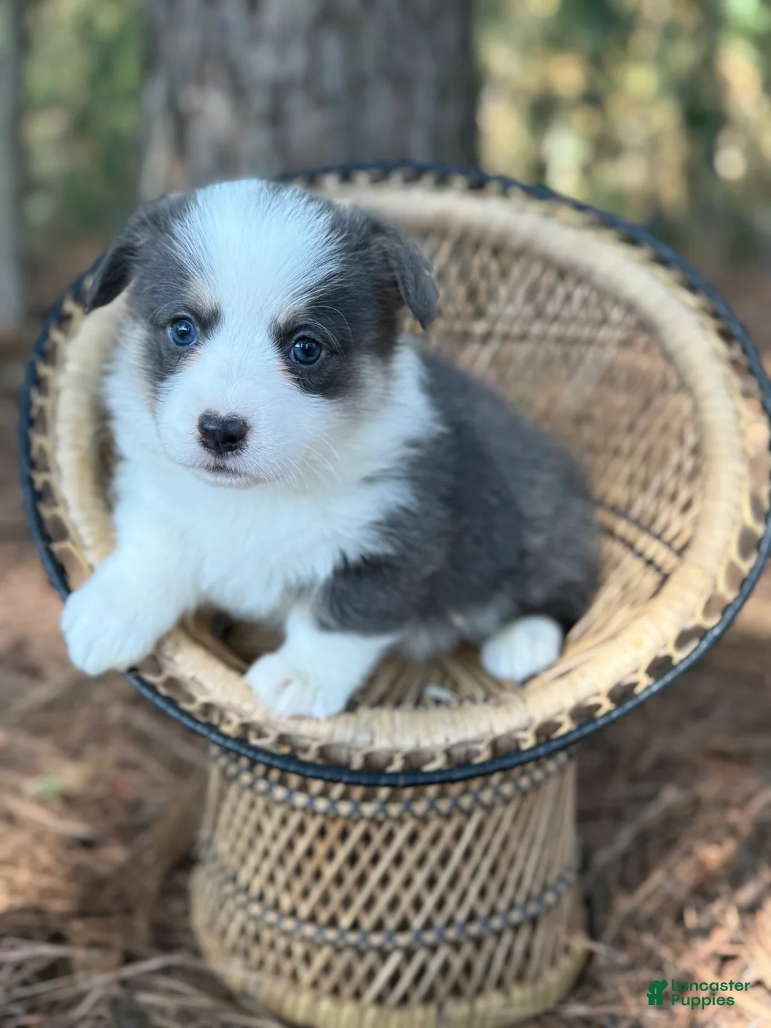 Welsh Corgi Pembroke dogs for sale: Bluie  - Ad 2