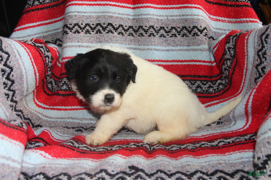 Mixed Breed dogs for sale: Mike - Ad 3