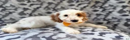 Cockapoo dogs for sale: Trent - Ad 2