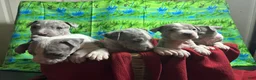 American Pit Bull Terrier dogs for sale: American Pit Bull Terrier Puppy 1 - Ad 14