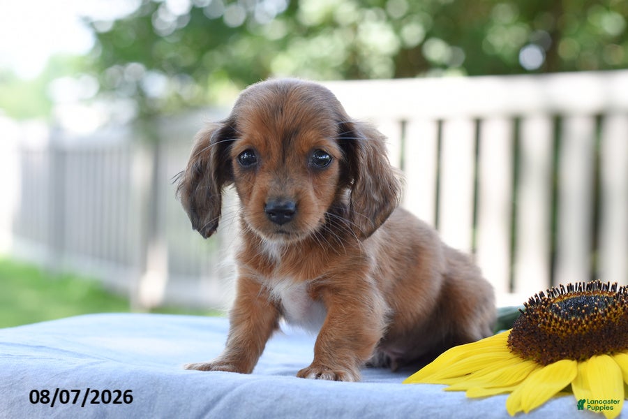 Miniature Dachshund dogs Tucker - Ad 2