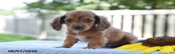 Miniature Dachshund dogs for sale: Tucker - Ad 2