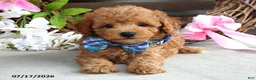 Cavapoo dogs for sale: Mickey - Ad 7