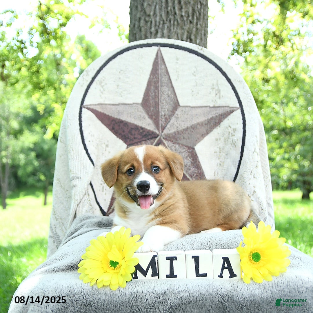 Welsh Corgi Pembroke dogs for sale: Milo - Ad 9