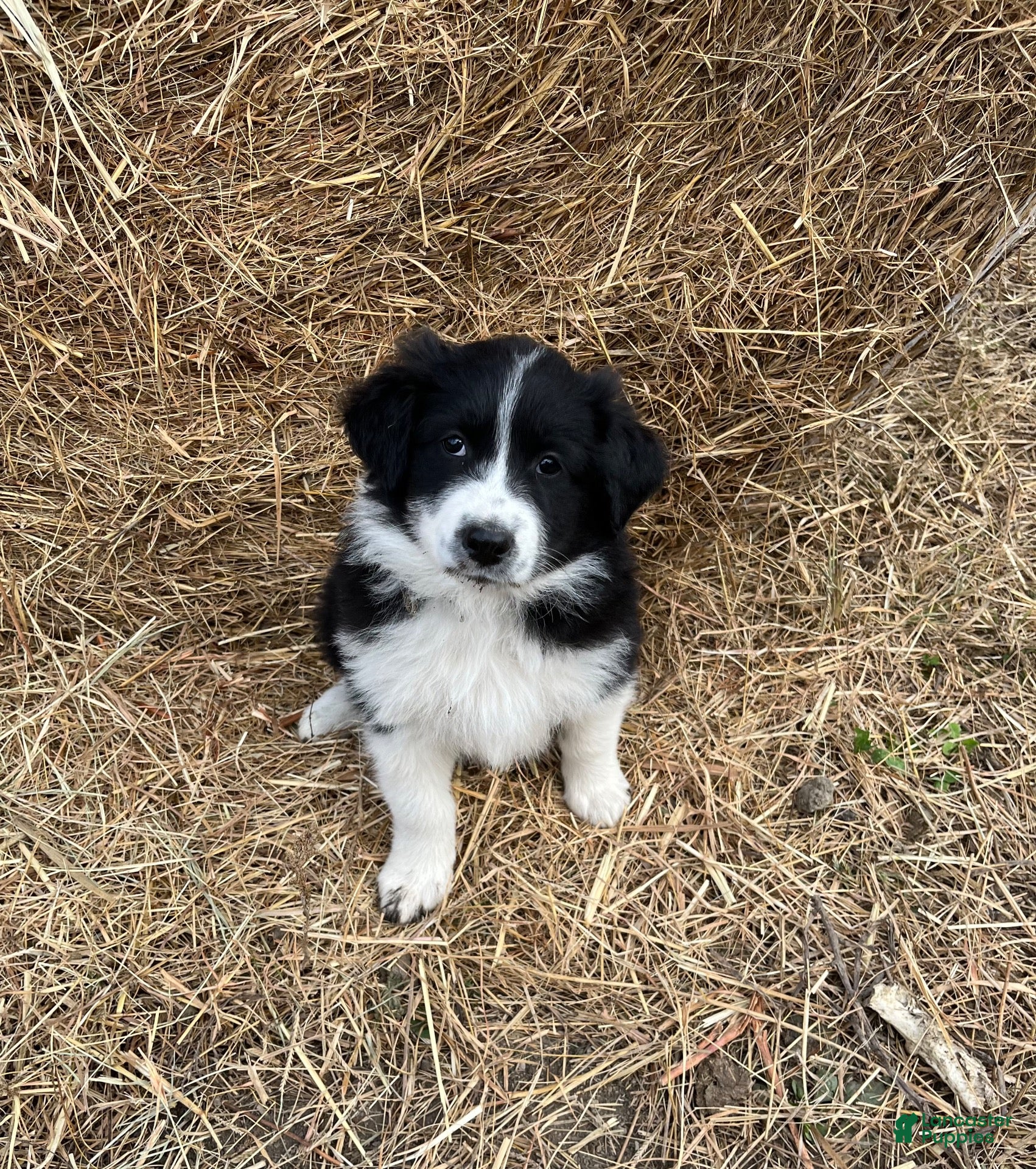 Mixed Breed dogs for sale: Daisy - Ad 1