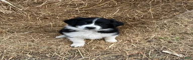 Daisy