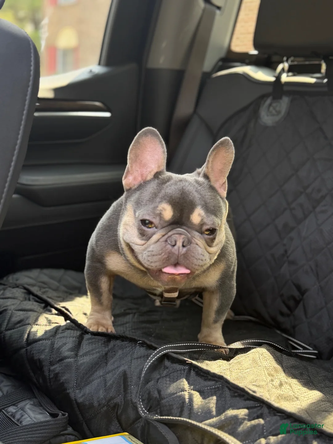 French Bulldog dogs for sale: French Bulldog 1 - Ad 6