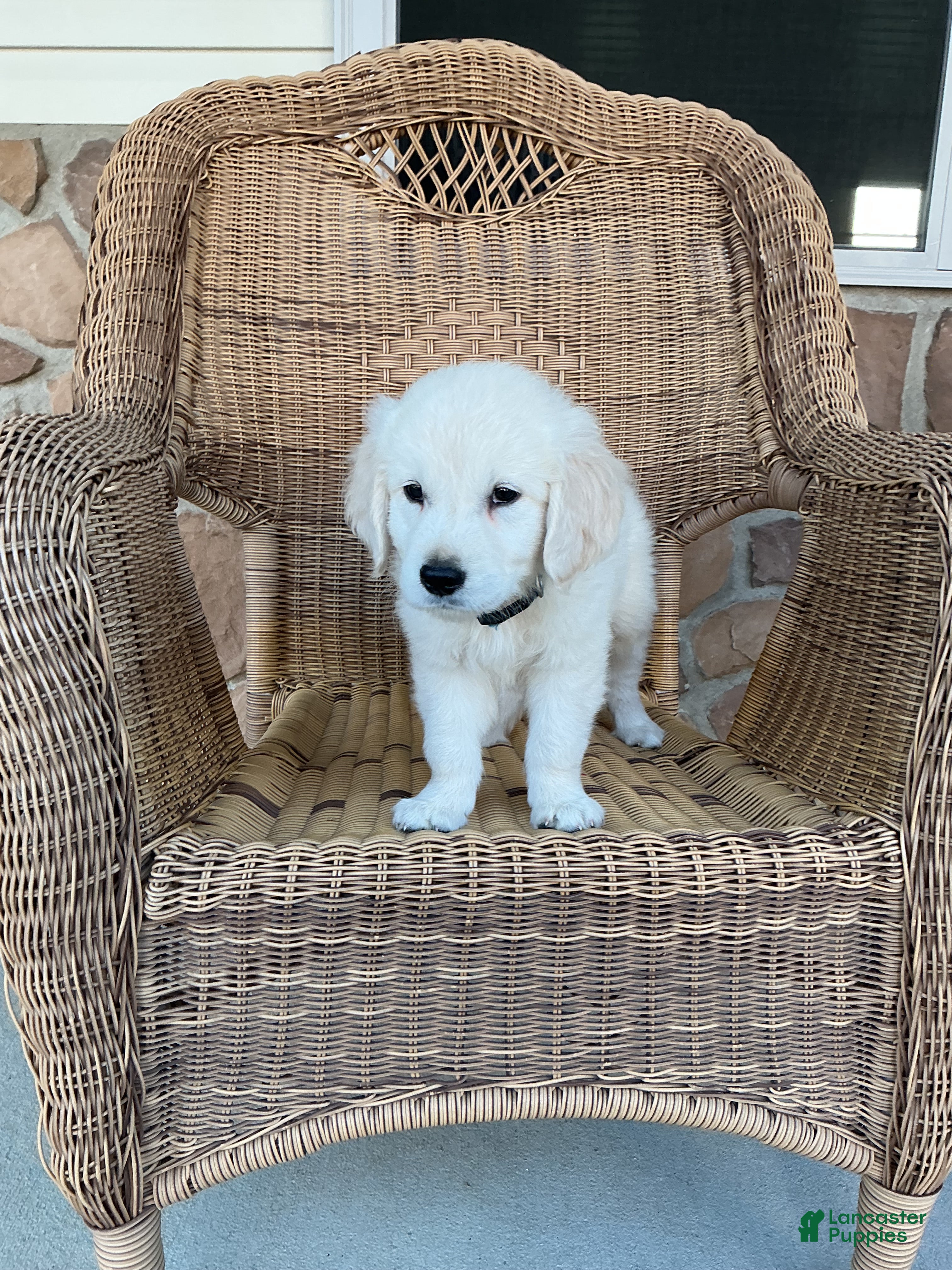 Golden Retriever dogs Jake - Ad 1