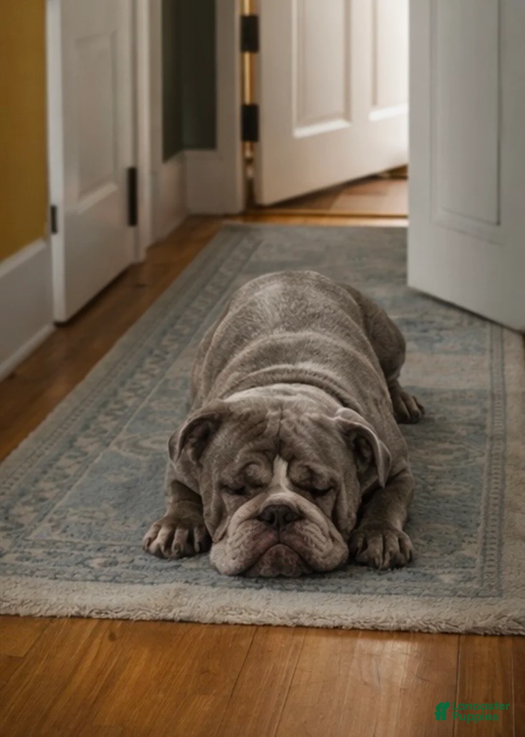 English Bulldog dogs for sale: Dustin  - Ad 2