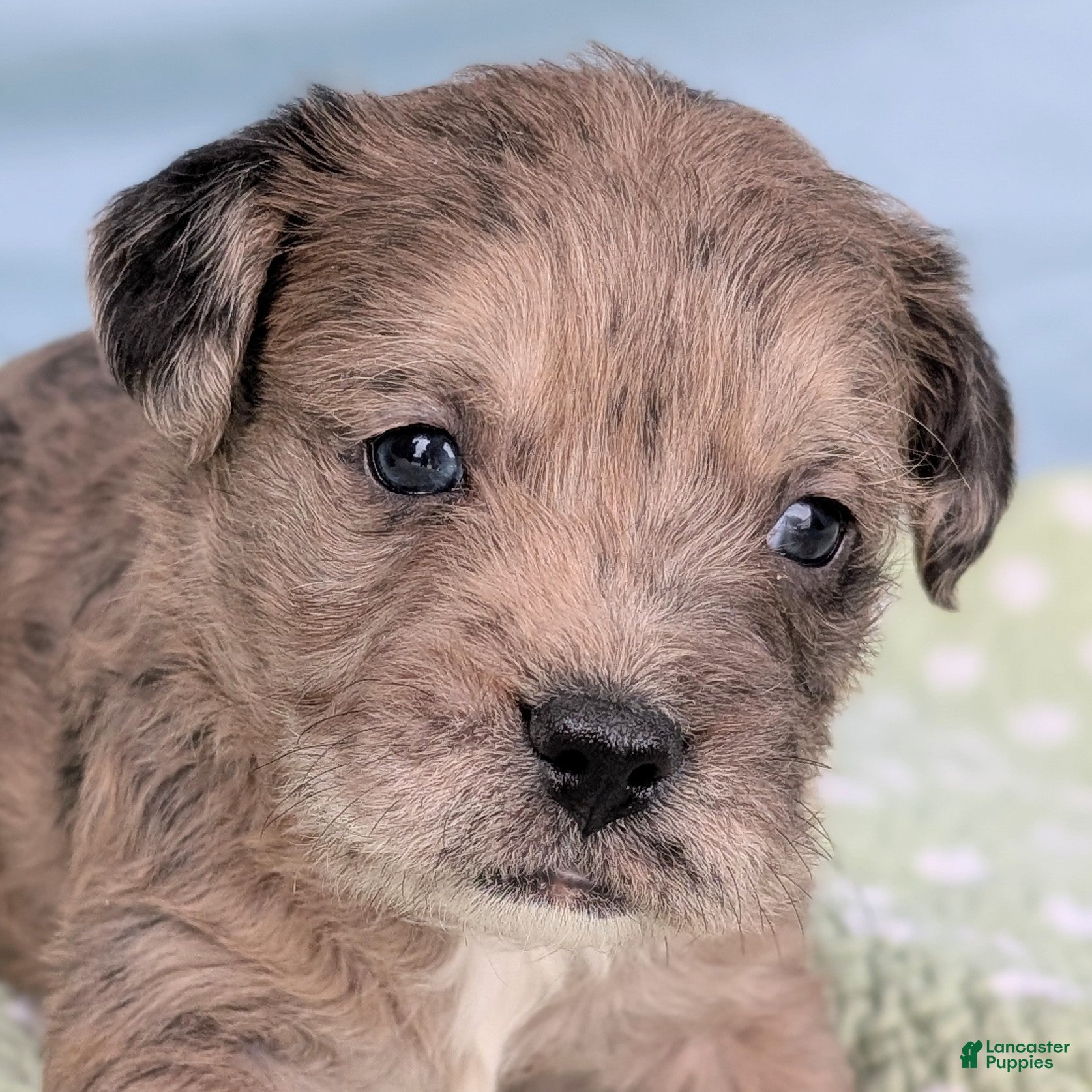 Mixed Breed dogs King - Ad 25