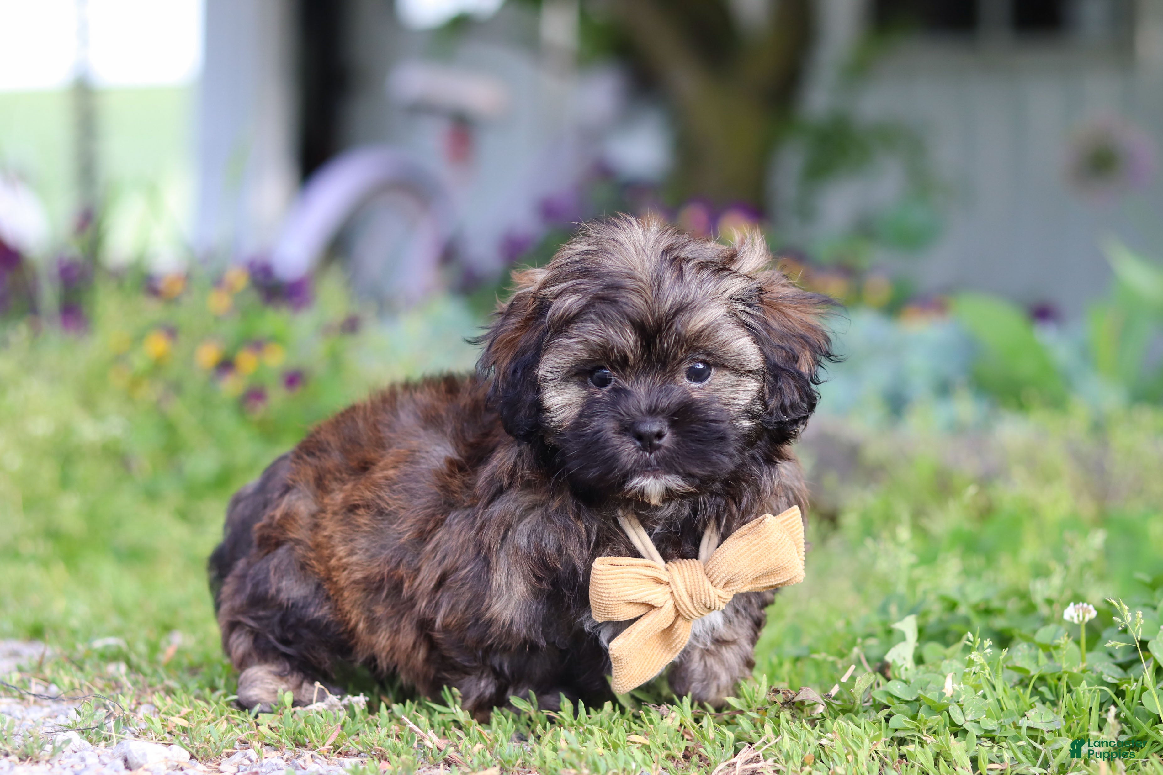 Shihpoo dogs Taylor - Ad 2