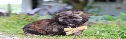 Shihpoo dogs for sale: Taylor - Ad 2