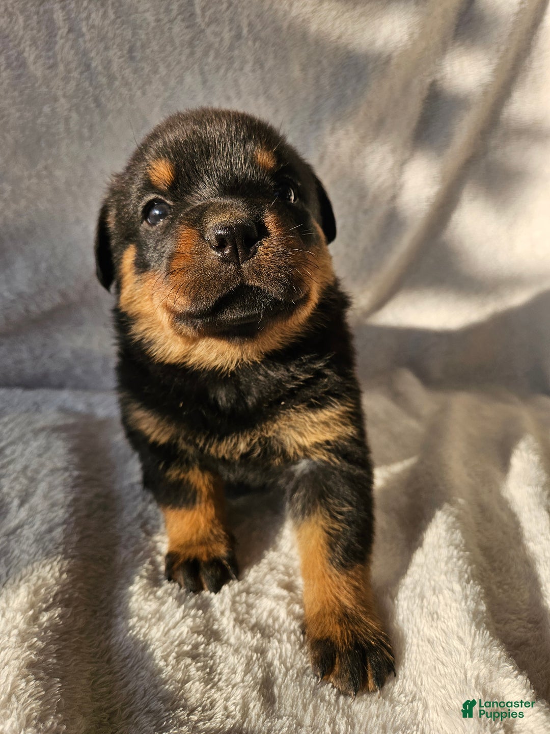 Rottweiler dogs for sale: Cleo - Ad 1