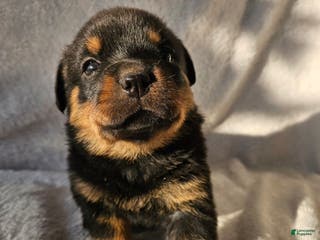 Rottweiler dogs Cleo - Ad 32